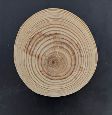 פרוסת עץ עגול לצביעה וקישוט <BR> 13X1