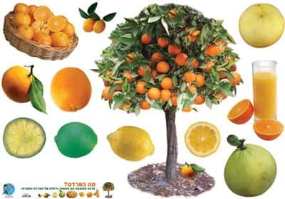 כרזה מה בפרדס