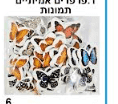 מדבקות סול פרפרים אמיתיים