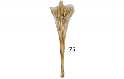 חב שעורים (שעורה)