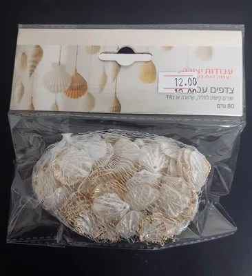 צדפות/צדפים עם חורים לבן זהב