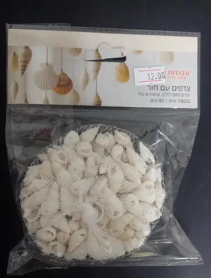 צדפות/צדפים עם חורים 18X22 מ"מ